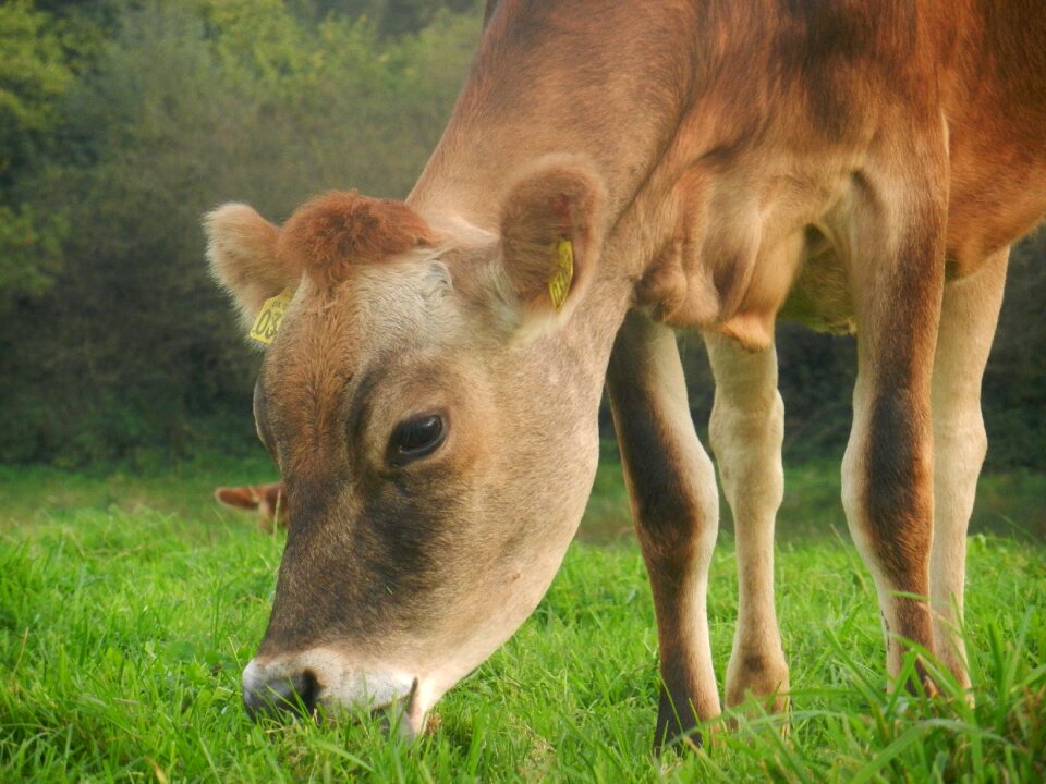 Pasture farm field