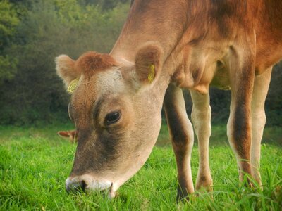 Pasture farm field
