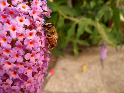 Bee macro insect garden photo