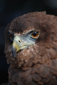 Beak eyes falconry photo