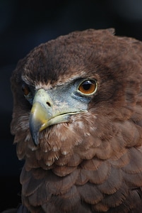 Beak eyes falconry