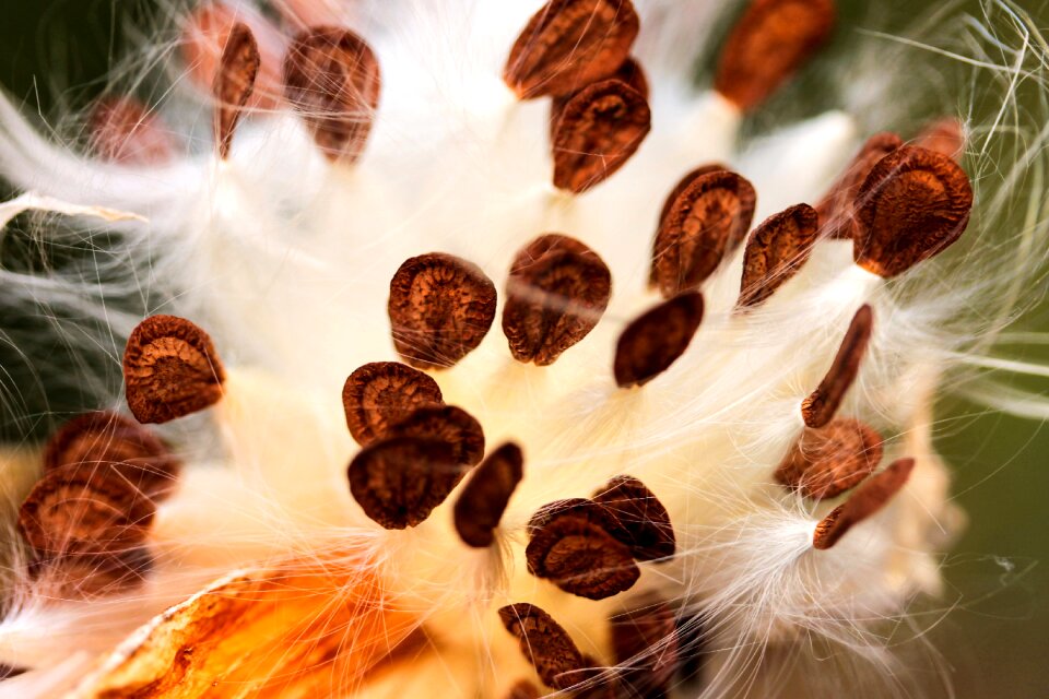 Milkweed crops plant nature