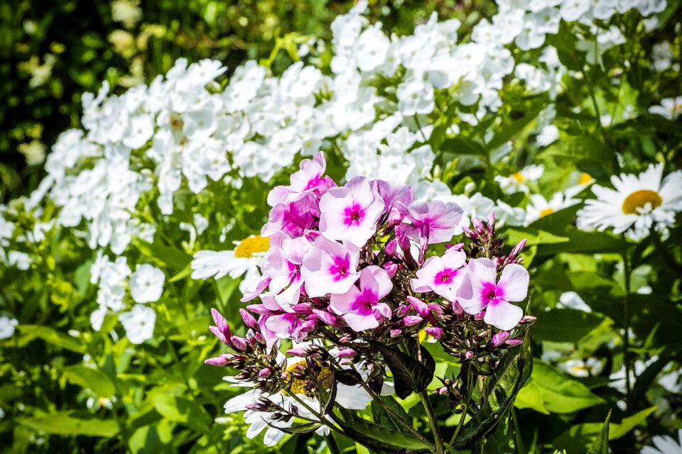 Plant flower macro pink