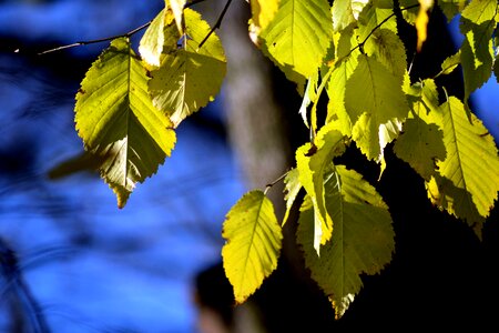 Macro tree park photo