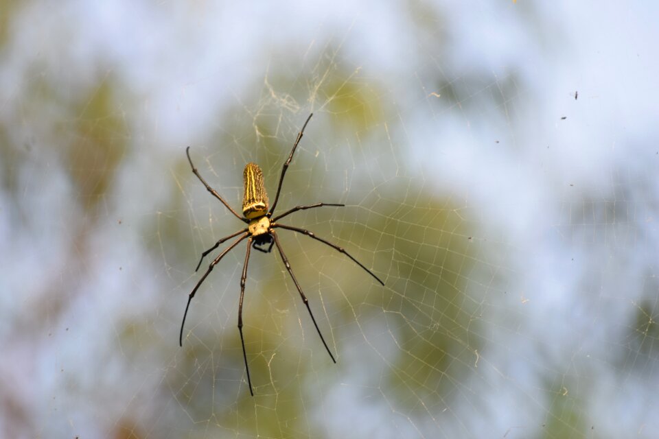 Green nature spiderweb