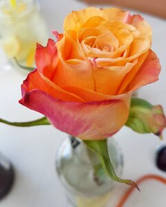 Rose flower colors