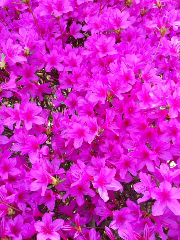 Plants summer color