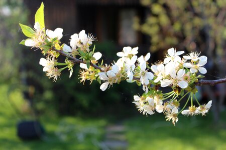 Flowers nature flowering