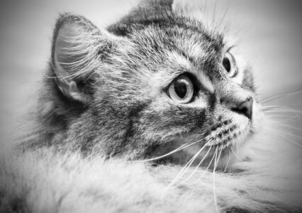 Nature kitten kitty