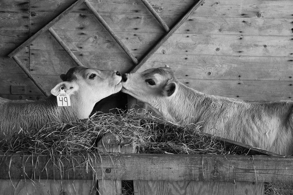Barn farm gray farm