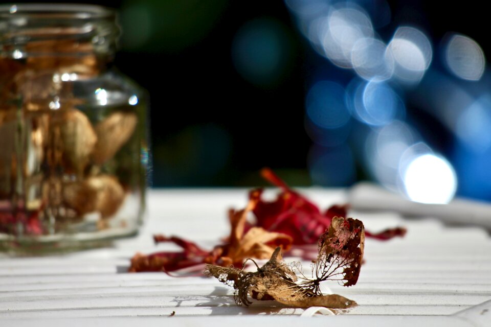 Hydrangea dried bokeh jar
