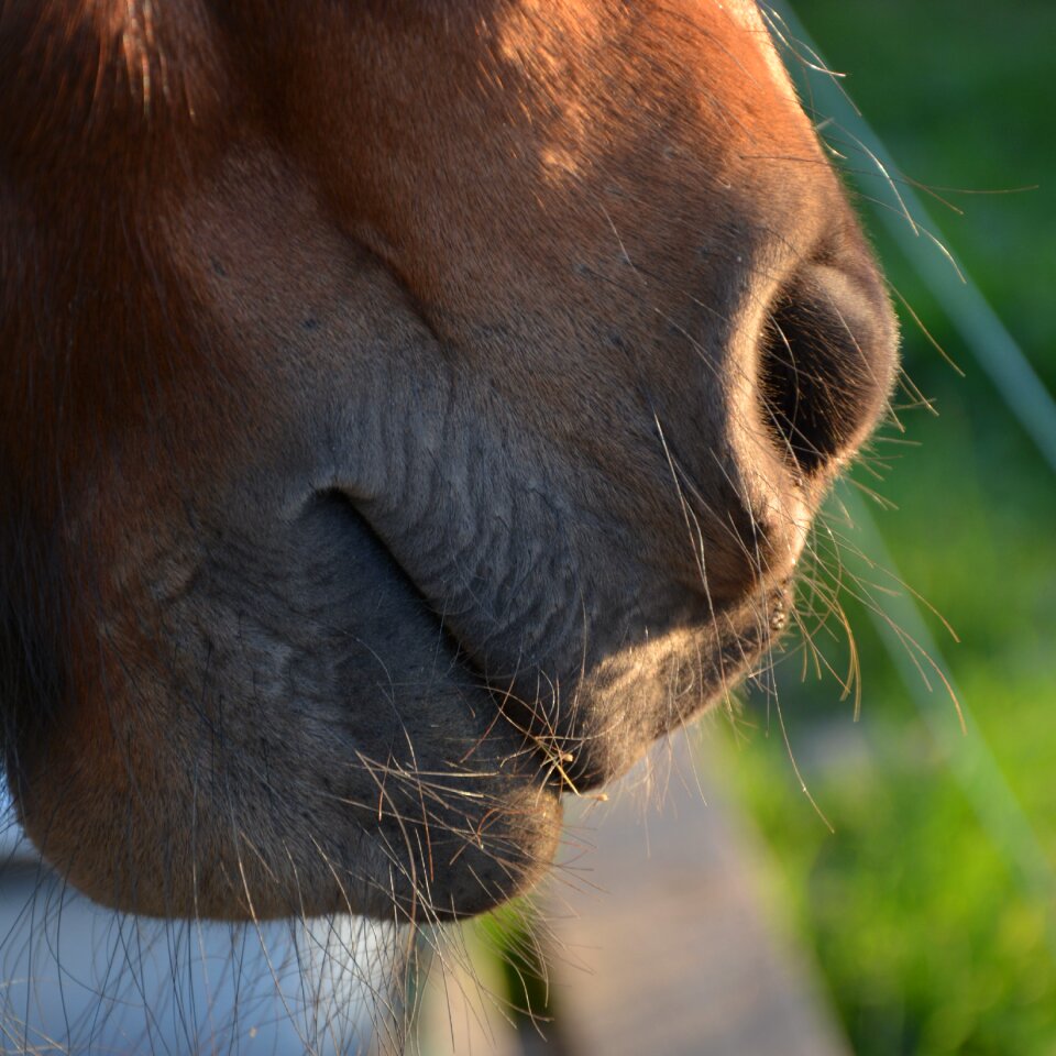 Nose close up
