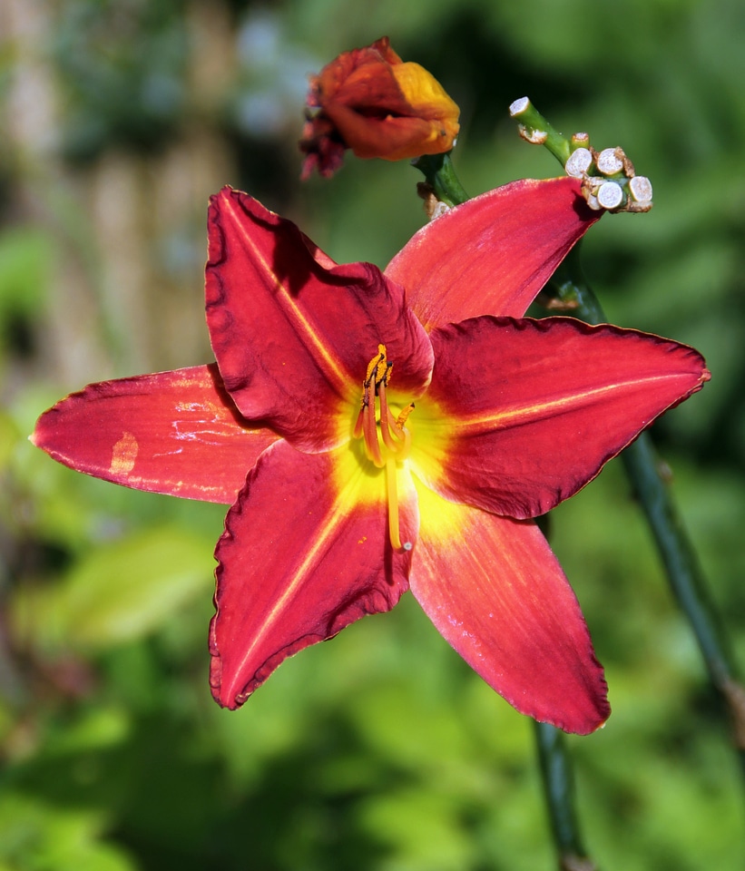 Plant natural blossom