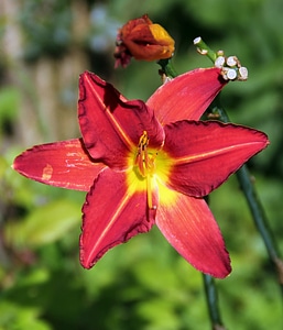 Plant natural blossom