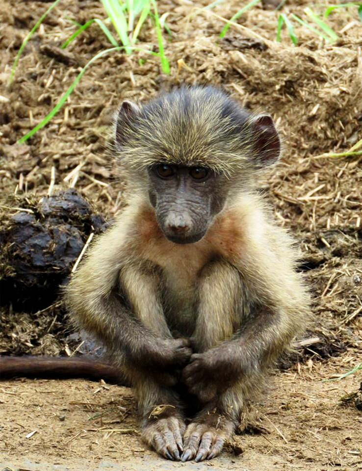 Baby wild