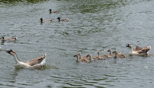 Goslings family queue leu-leu