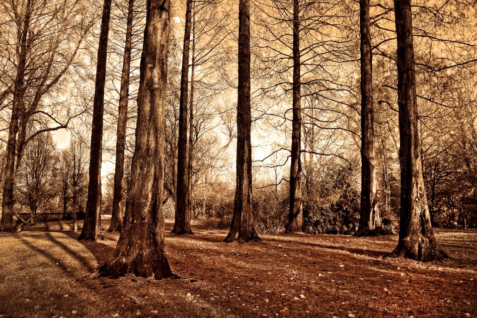Bare trees deciduous grove