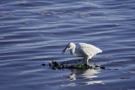 Birds wader egret photo