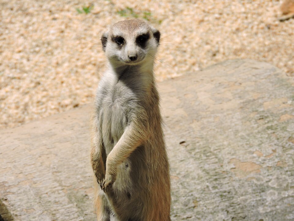 Animal world look alert