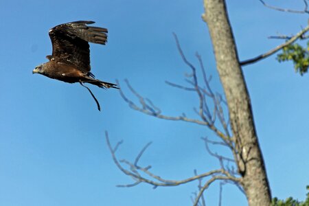 Nature in flight bird flight