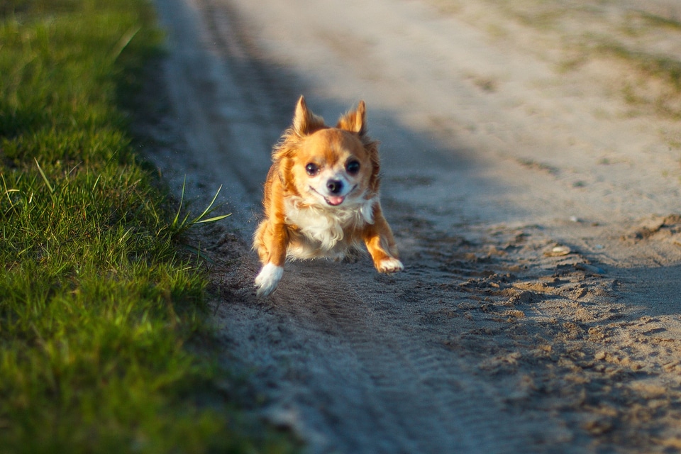 Chihuahua busya flight