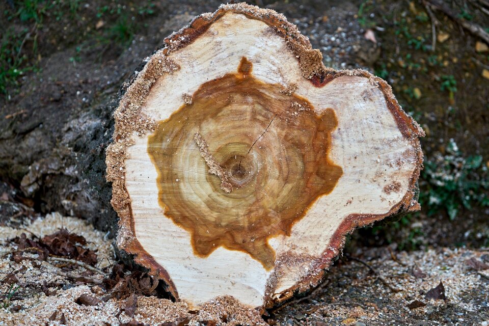 Sawed off saw storm damage