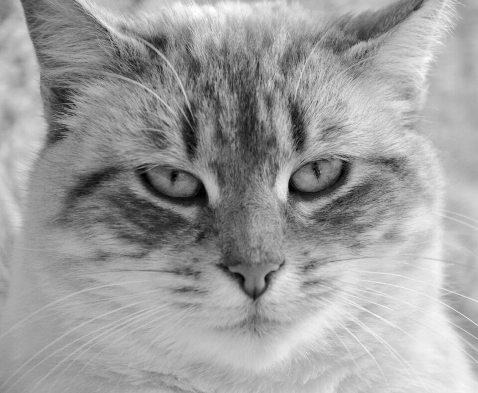 Domestic animal look feline