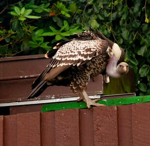 Raptor bird of prey animal