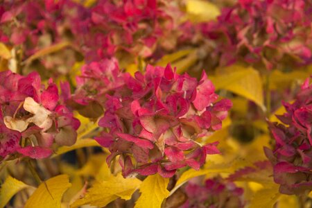 Hydrangea nature autumn flowers photo