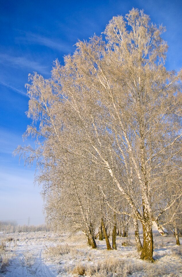 Siberia tree landscape