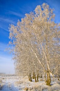 Siberia tree landscape photo