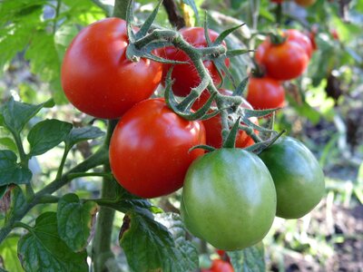 Vegetables cherry red photo