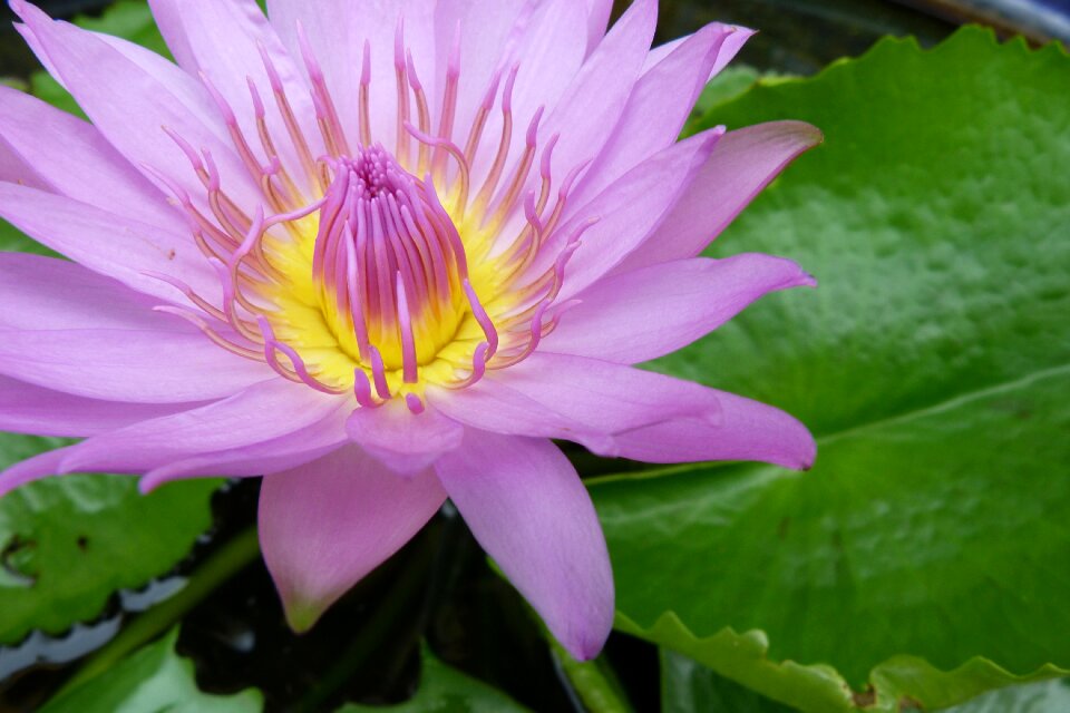 Lily garden floral