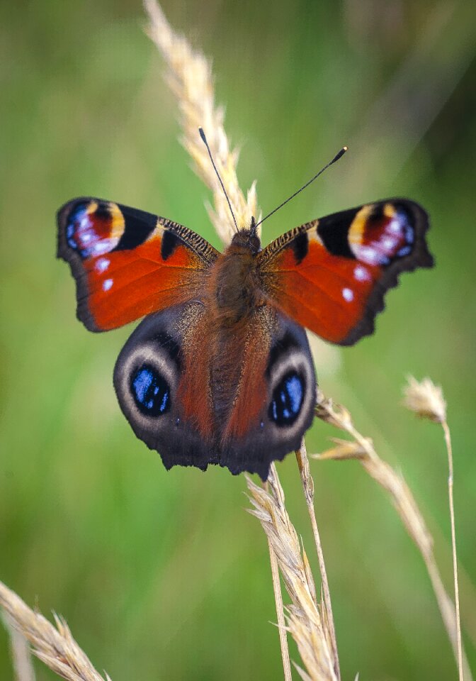 Summer red eye