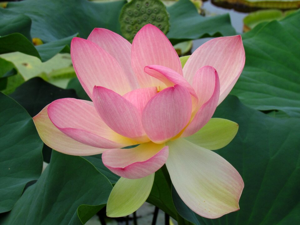Bloom flower pond