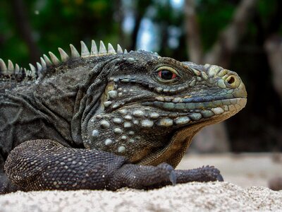 Cayo blanco lizard lizards