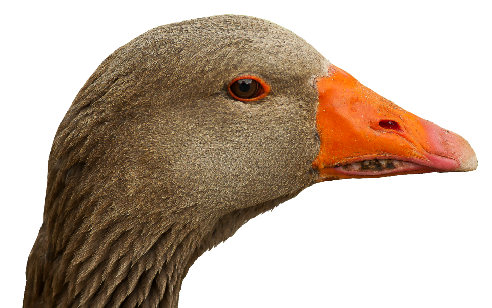 Bill bird portrait