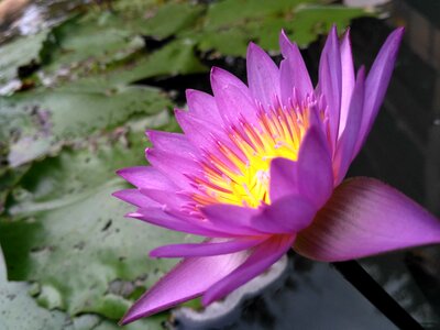 Flora lily pool
