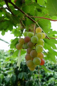House wine wines cherry