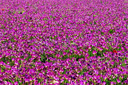 Violet purple field photo