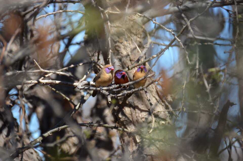Wildlife ornithology tree