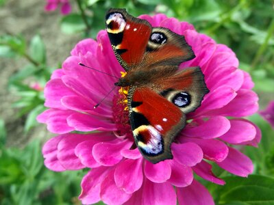 Butterfly babočkovití butterfly wings photo