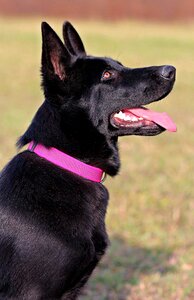 Dog pink collar nice photo