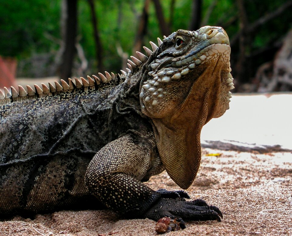 Animals lizard cayo blanco