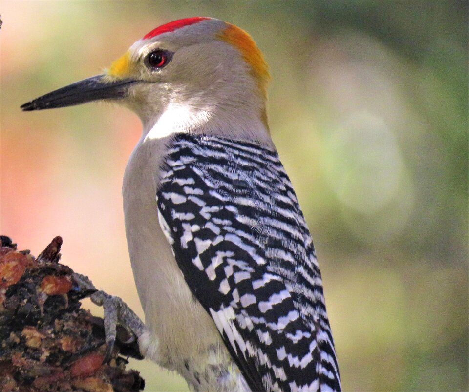 Close up wildlife