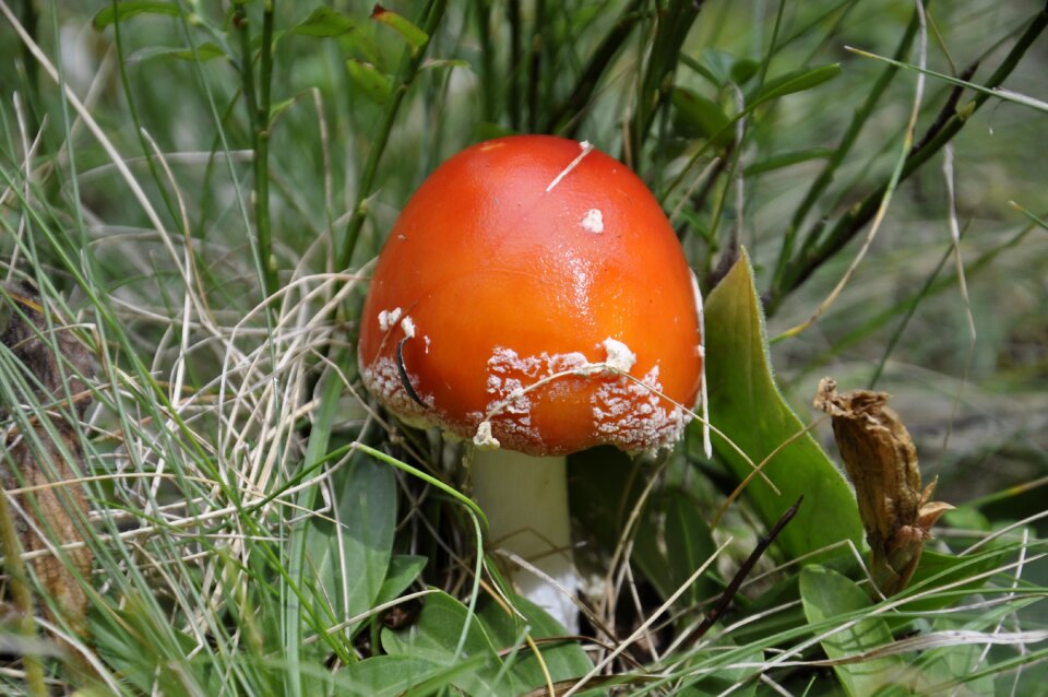 Poisonous ovules red