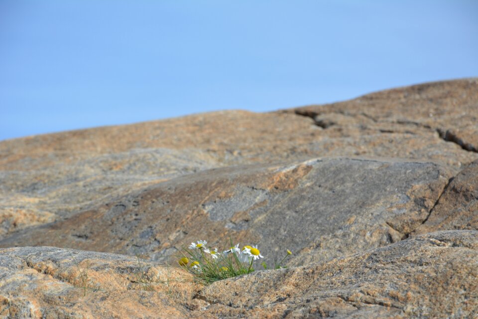 Background nature flowers