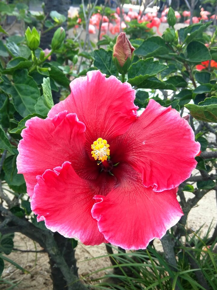 Nature floral colorful