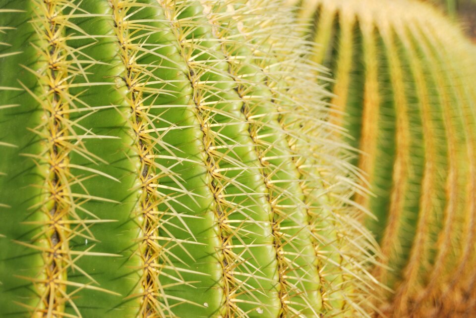 Plant garden desert