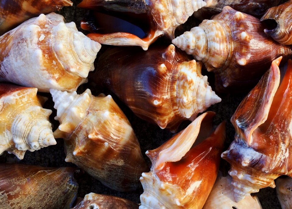 Seashell ocean mollusk